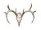 Deer head skull and antlers isolated