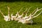 Deer head trophy collection on green grass.