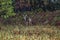 Deer in the headlights.....deer at the edge of the forest in the shadows turns back to look at the source of light of a car passin