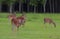 Deer herd