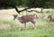 Deer herd in Casela park, Mauritius