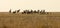 Deer with a herd of fallow deer in the steppe at sunset