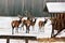 A deer herd in fields winter