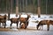 A deer herd in fields winter in Reserve Bialowieza