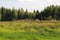 Deer herd at the forest edge. Safari trip at the deer park