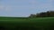 Deer herd in a green lush meadow