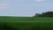 Deer herd in a green lush meadow