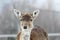 Deer hind portrait