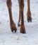 Deer hooves in the snow in winter.