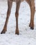 Deer hooves in the snow in winter.