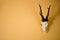 Deer horns trophy on wall
