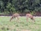 Deer I seen eating just had to get this photo it& x27;s like they are duplicates