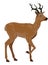 Deer, illustration