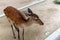 Deer on the island of Miyajima, wandering among the tourists without being afraid of people