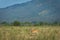 A deer on its natural habitat, Savanna Bekol, Baluran. Baluran National Park is a forest preservation area that extends about 25.