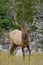 Deer in Jasper National Park, Canada