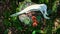 Deer jaw bone finding laying on stamp in green moss and brown mushrooms in forest