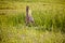 Deer jumping in Field