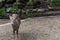 Deer in the Kasuga Grand Shrine, Nara Park Area