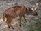 Deer at Khao Kheow Open Zoo