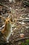 Deer with large antler sits on the forest floor