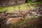 Deer with large antler sits on the forest floor