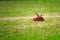 Deer with large antler sits on the forest floor