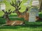 Deer Lay Next to Headstones in a City Cemetery