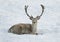 Deer laying in snow