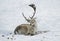 Deer laying in snow cleaning his fur