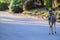 Deer leaned back, standing on the street