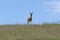 Deer Leaping across the Prairie