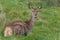 Deer looked at the camera in Richmond Park