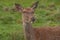 Deer looked at the camera in Richmond Park