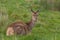 Deer looked at the camera in Richmond Park