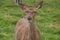 Deer looked at the camera in Richmond Park