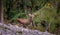 A deer looks around in the autumn forest