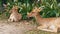 Deer lying in the bushes at the Khao Kheow Open Zoo. Thailand