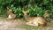 Deer lying in the bushes at the Khao Kheow Open Zoo. Thailand