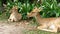 Deer lying in the bushes at the Khao Kheow Open Zoo. Thailand