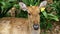 Deer lying in the bushes at the Khao Kheow Open Zoo. Thailand