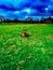 Deer lying on the grass in the Wollaton Hall Park in Nottingham, United Kingdom.