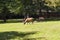 Deer with magnificent antlers, Bialowieza National Park