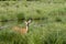 Deer in a Marsh Environment