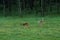 Deer on meadow