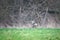 Deer on a meadow, attentive and feeding. Hidden among the bushes. Animal photo