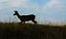 Deer in the meadow at sunset