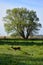 Deer, meadow, tree, bluesky