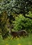 Deer on the meadow under a lush apple tree