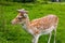 Deer on the medow of De Haar Castle